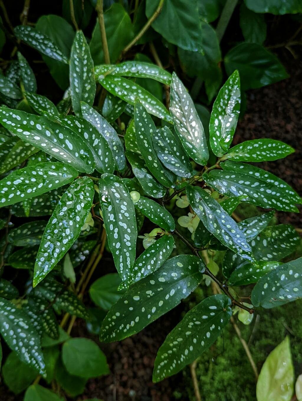 Begonia × albopicta leaf