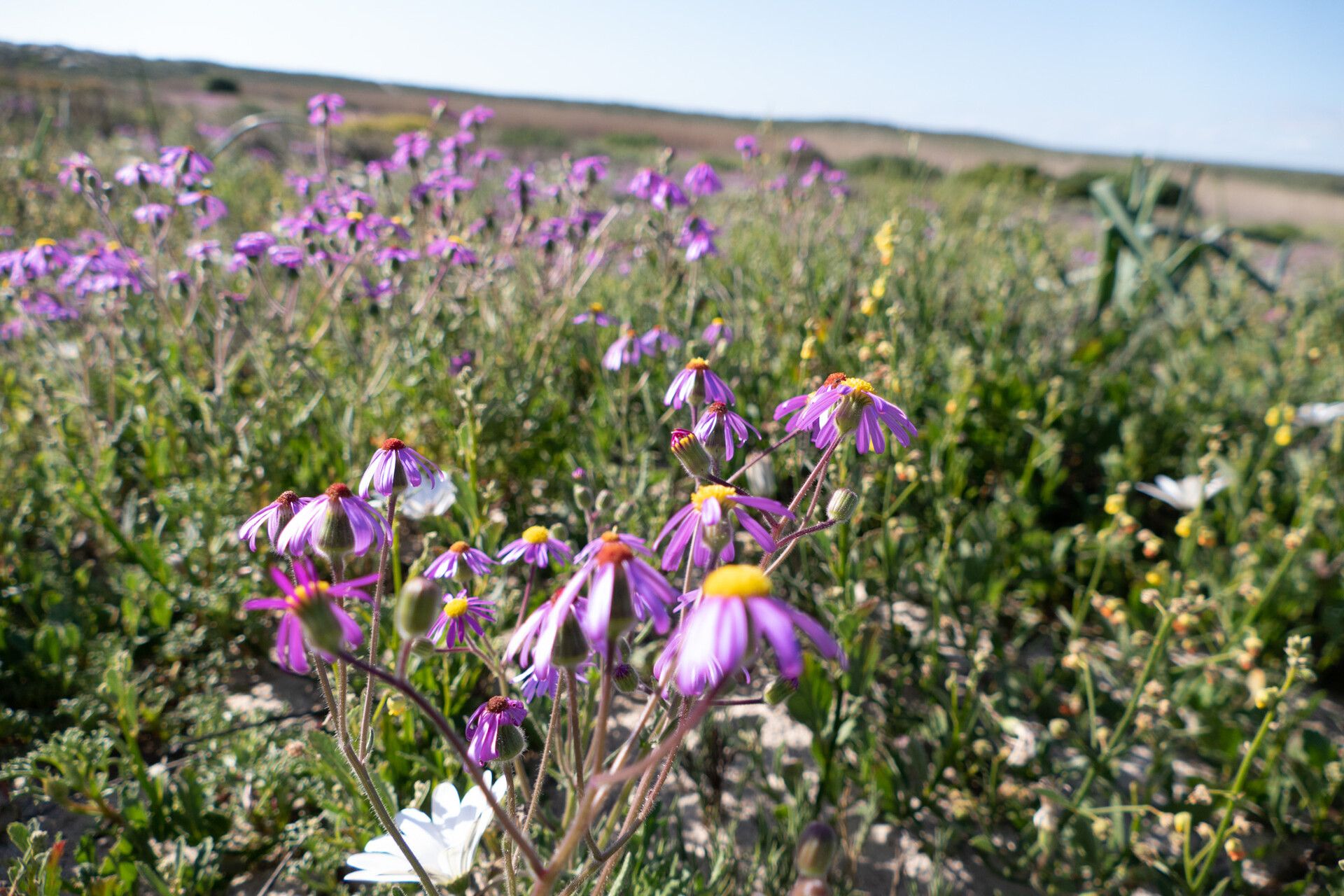 Senecio arenarius — houseplant care guide