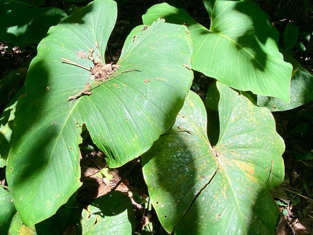 Adelonema wendlandii — related species from the same genus