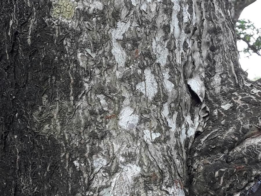 Rauvolfia caffra bark