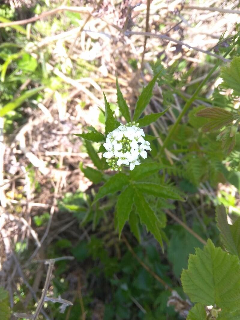Cardamine leucantha flower