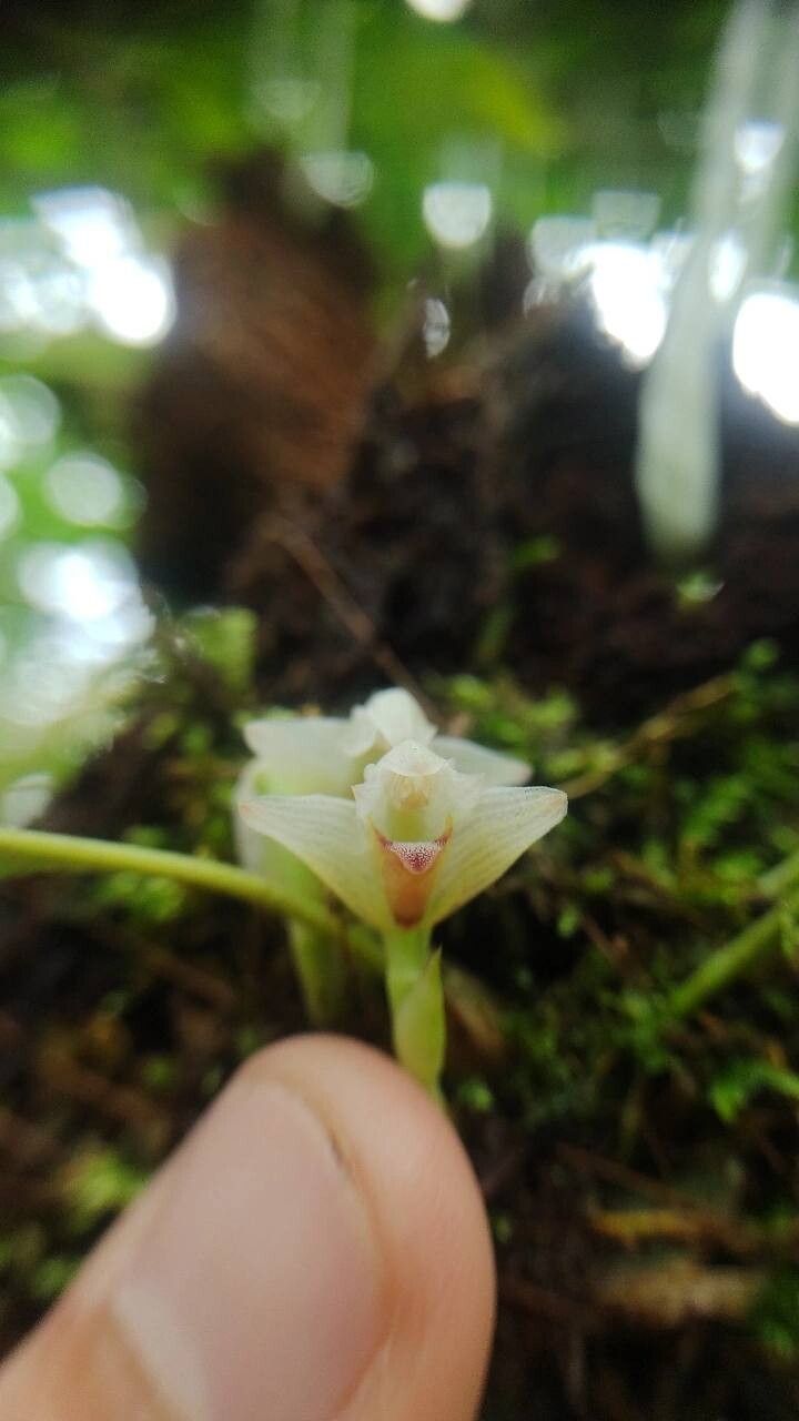 Maxillaria angustissima — houseplant care guide