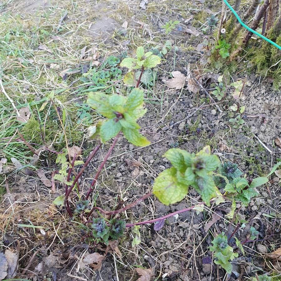 Mentha × piperita fruit