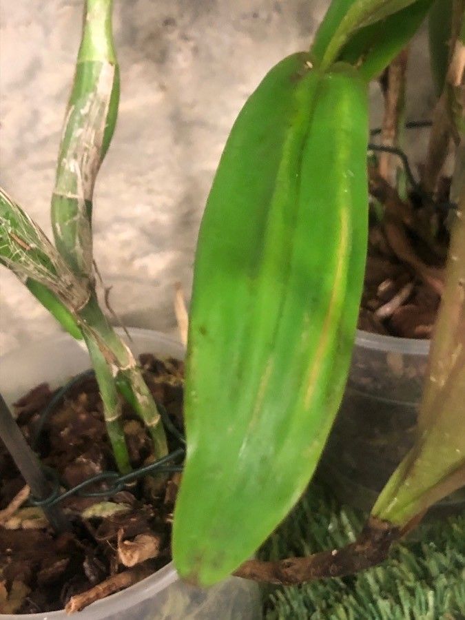 Epidendrum stamfordianum — search result for 'Epidendrum'