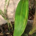 Epidendrum stamfordianum