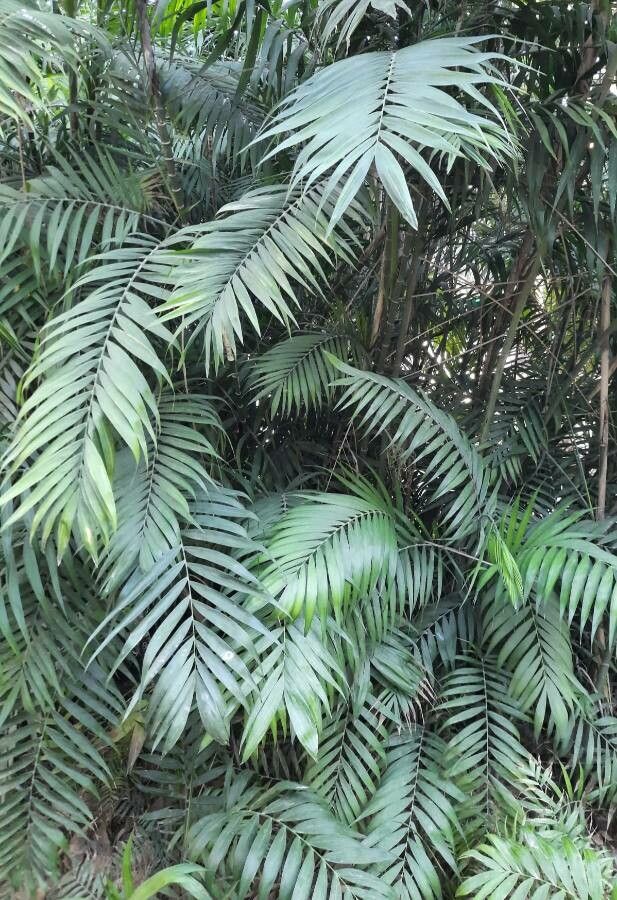 Chamaedorea pochutlensis — search result for 'Chamaedorea'