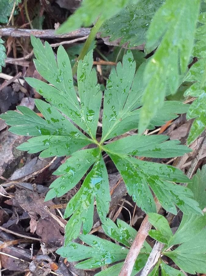 Anemone ranunculoides leaf