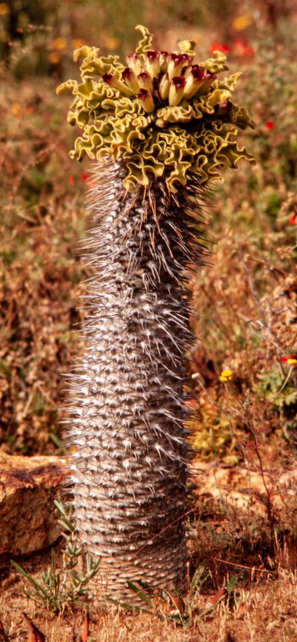 Pachypodium namaquanum habit