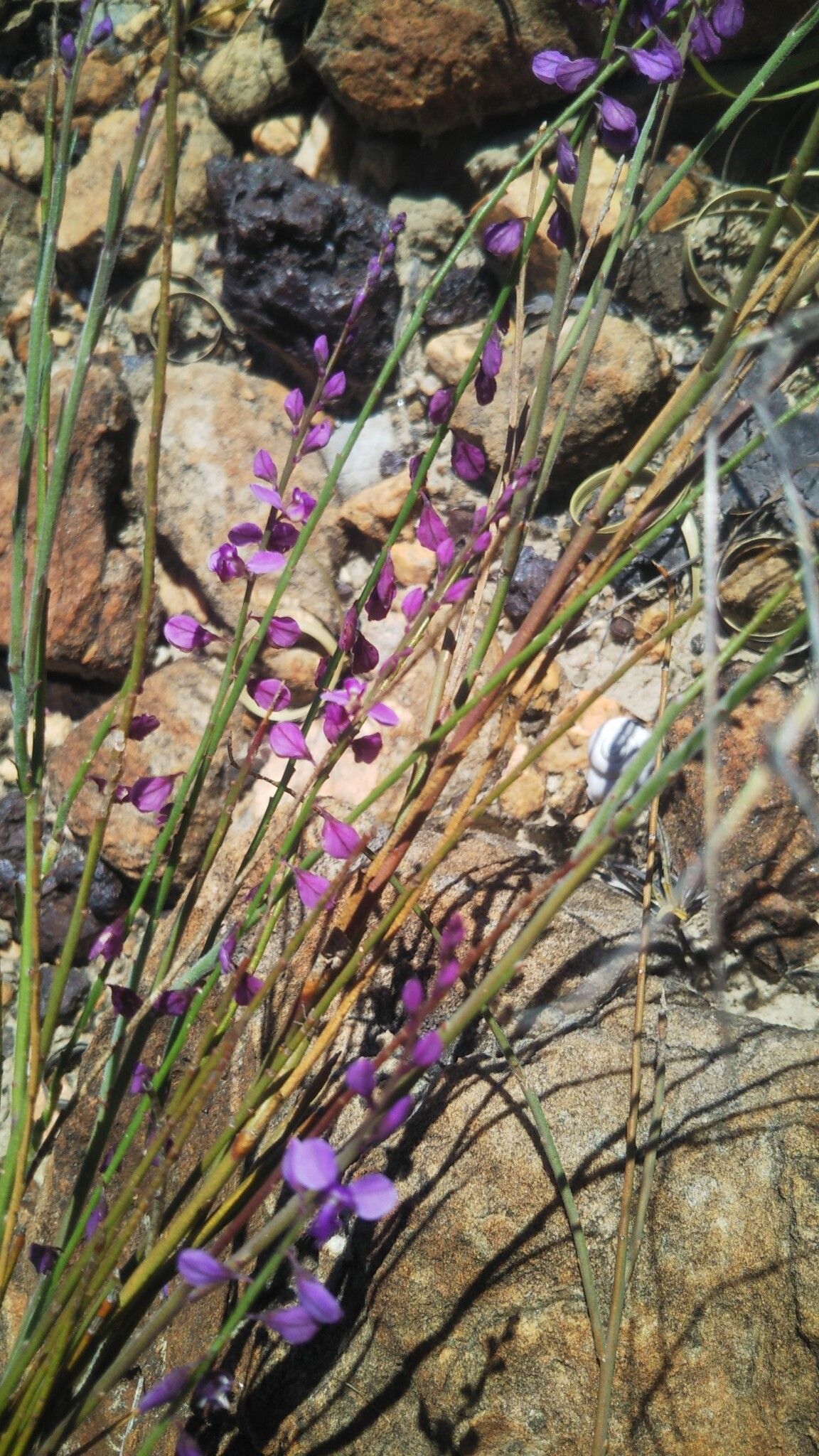 Polygala retamoides flower