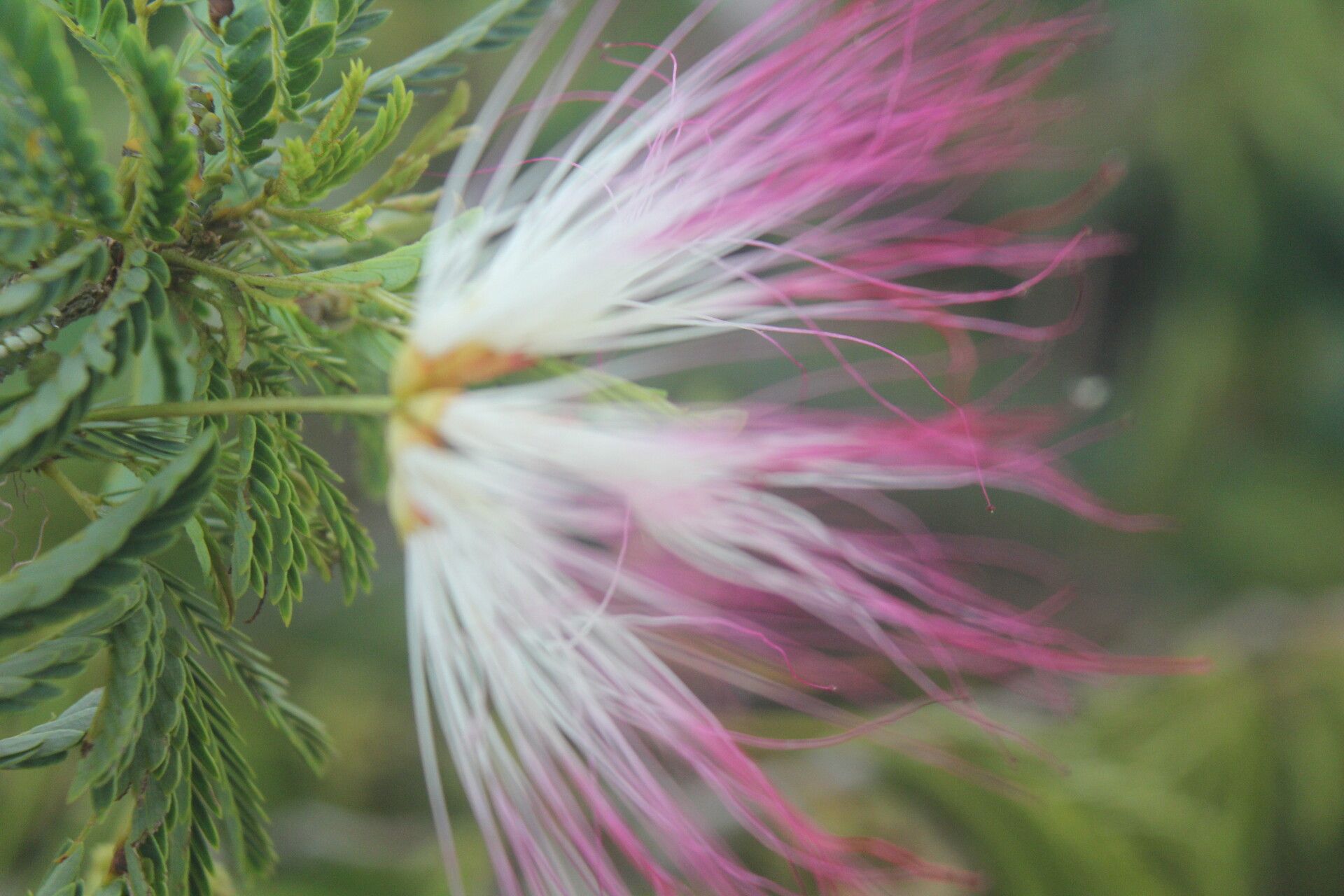Calliandra rubescens flower