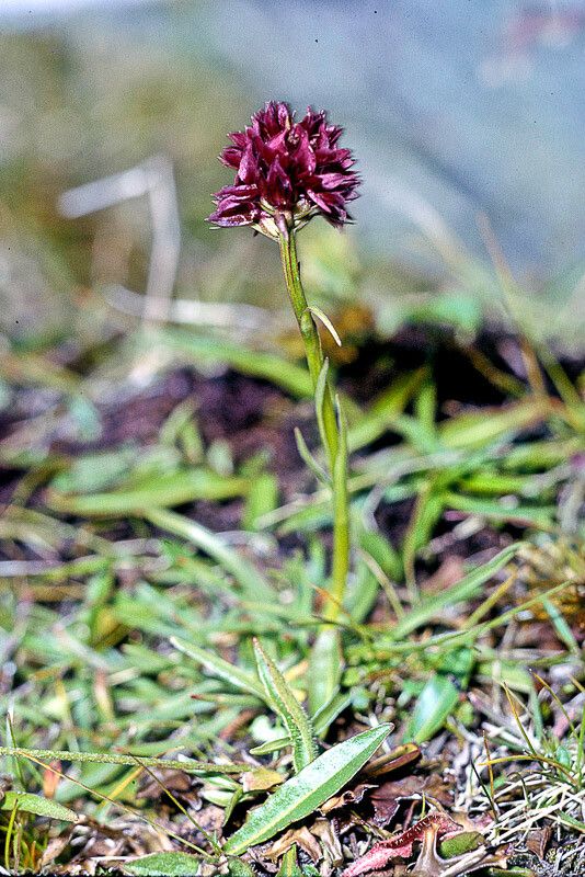 Gymnadenia austriaca — related species from the same genus