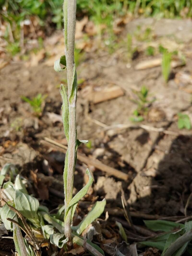 Antennaria neglecta bark