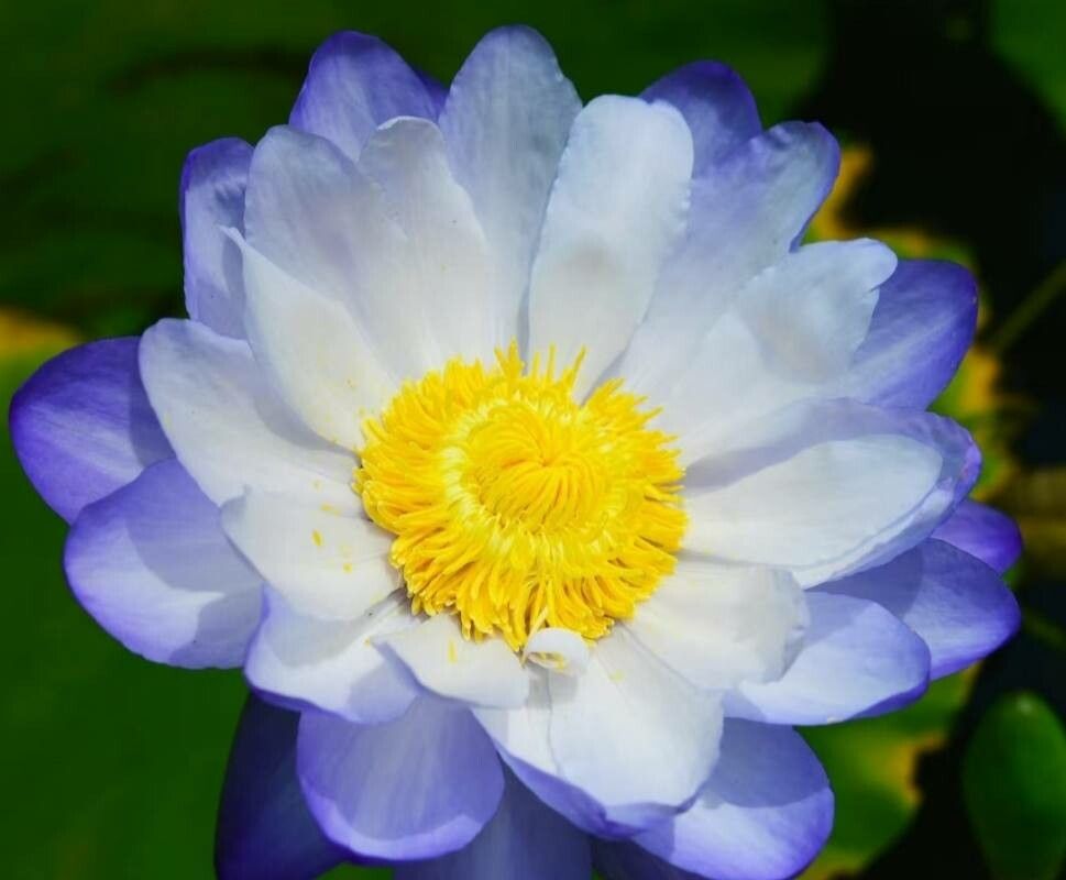 Nymphaea capensis flower
