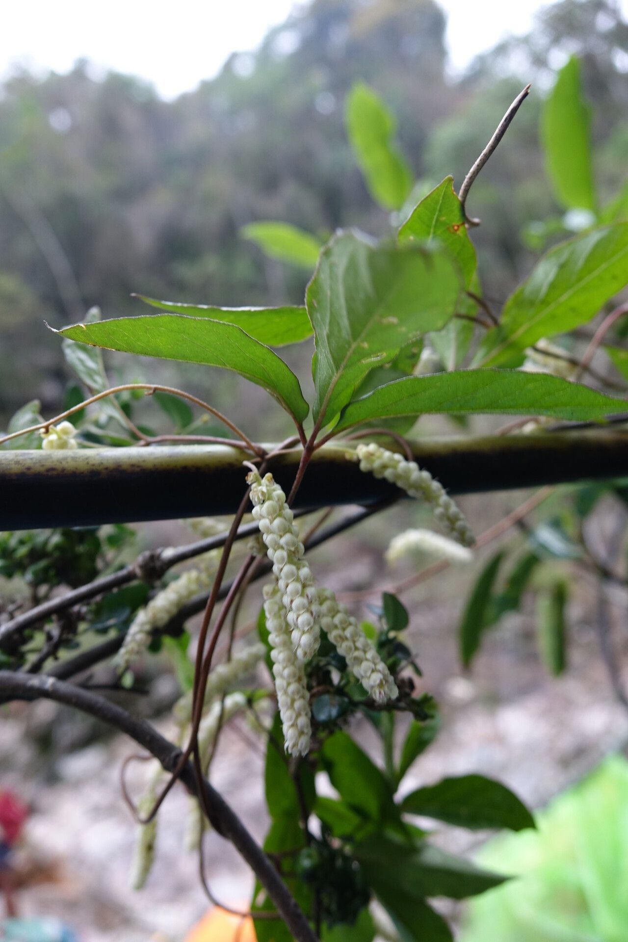 Dioscorea quartiniana — houseplant care guide