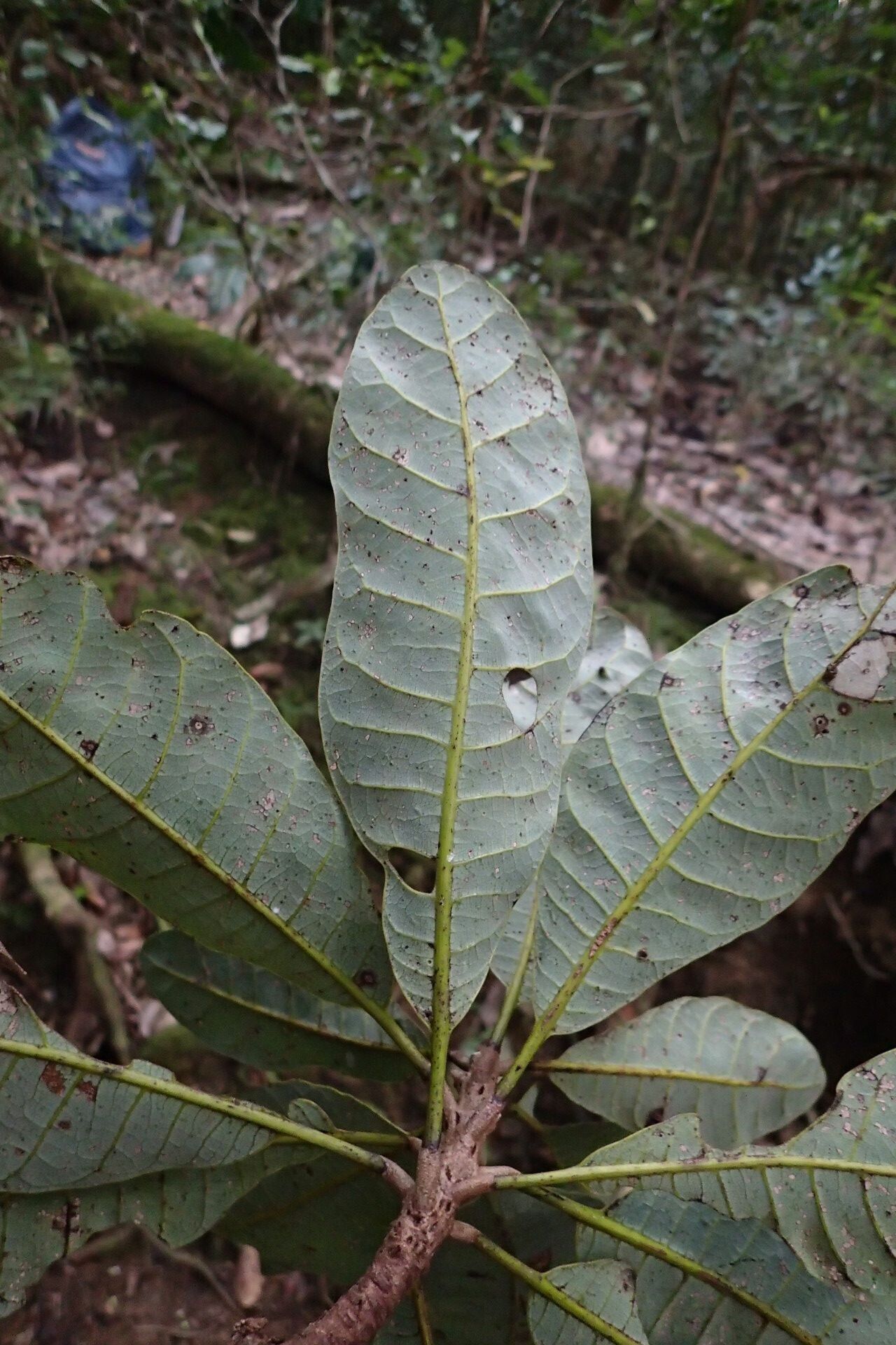 Semecarpus ater leaf