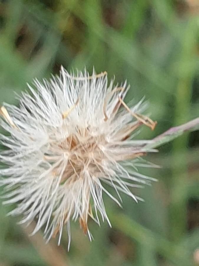 Symphyotrichum subulatum fruit