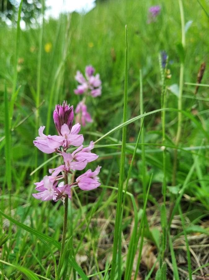 Polygala comosa flower