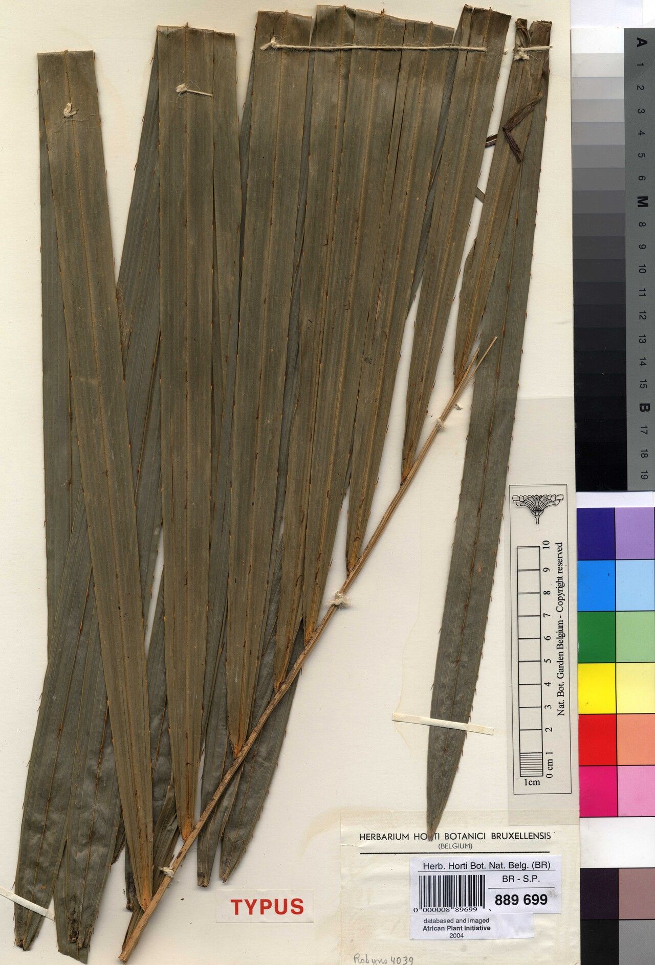 Raphia ruwenzorica — search result for 'Raphia'