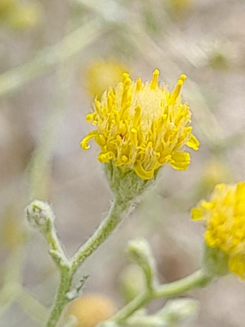 Pulicaria gnaphalodes flower