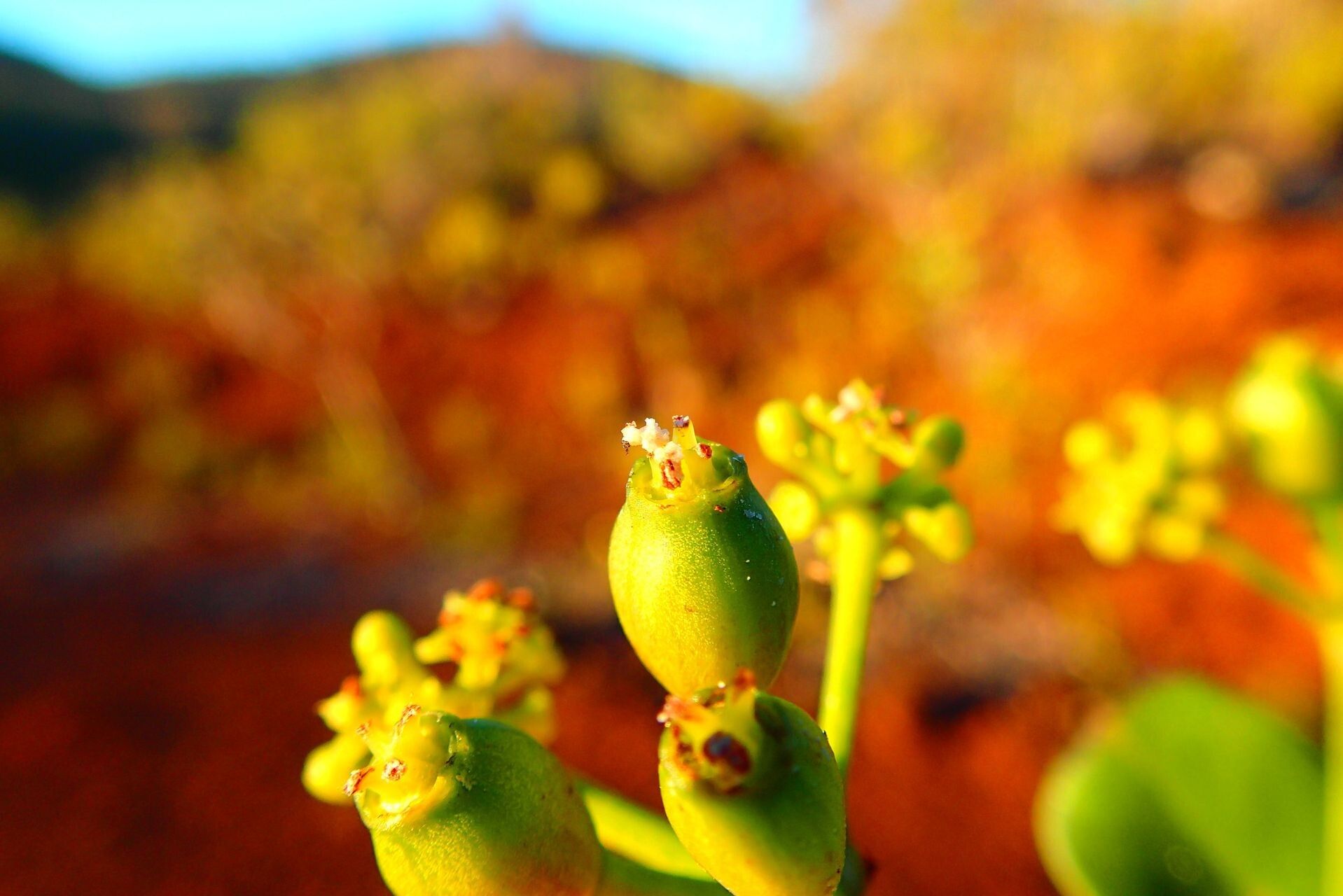 Plerandra crassipes fruit