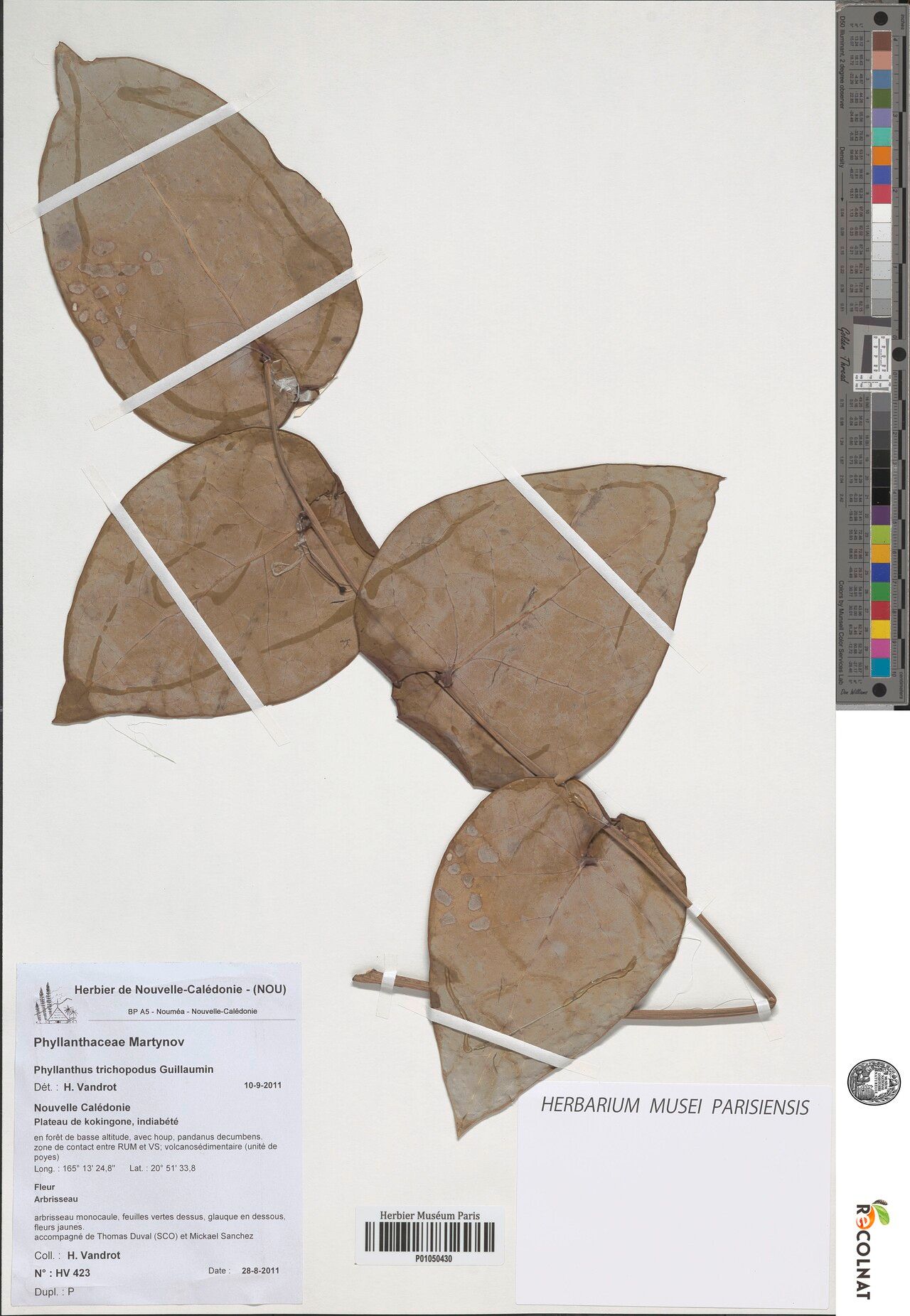 Phyllanthus ankarana — houseplant care guide