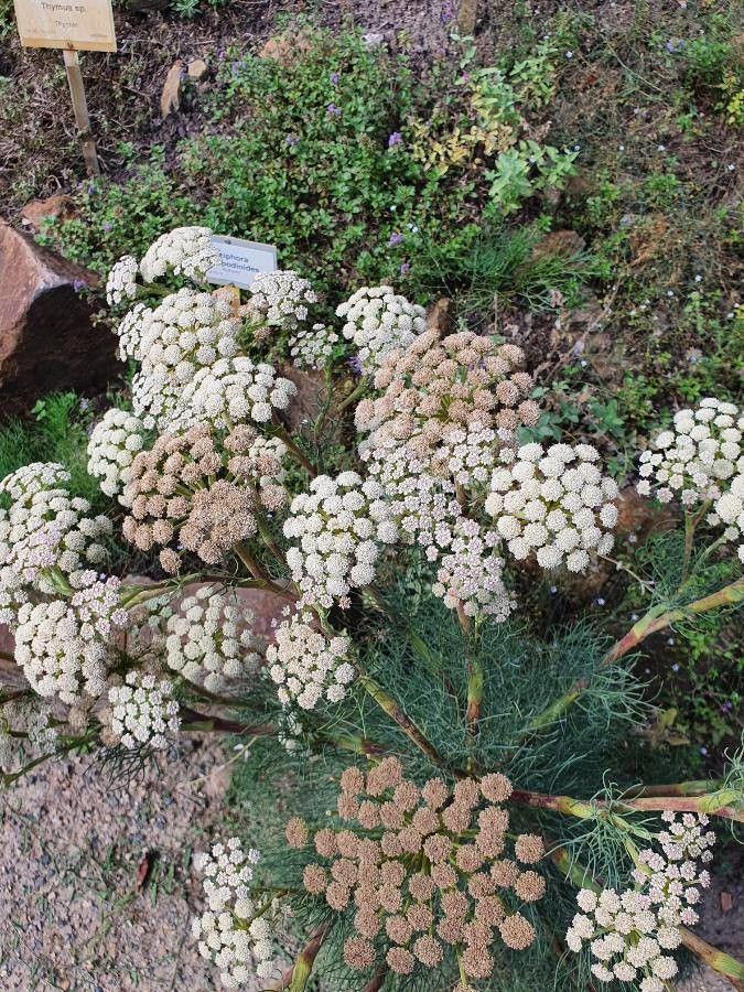 Seseli gummiferum flower