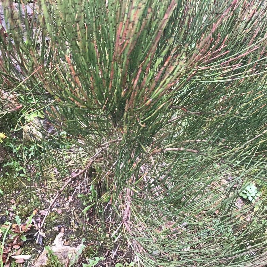 Ephedra major leaf