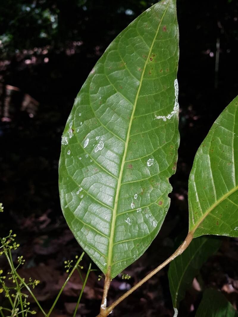 Protium ravenii leaf