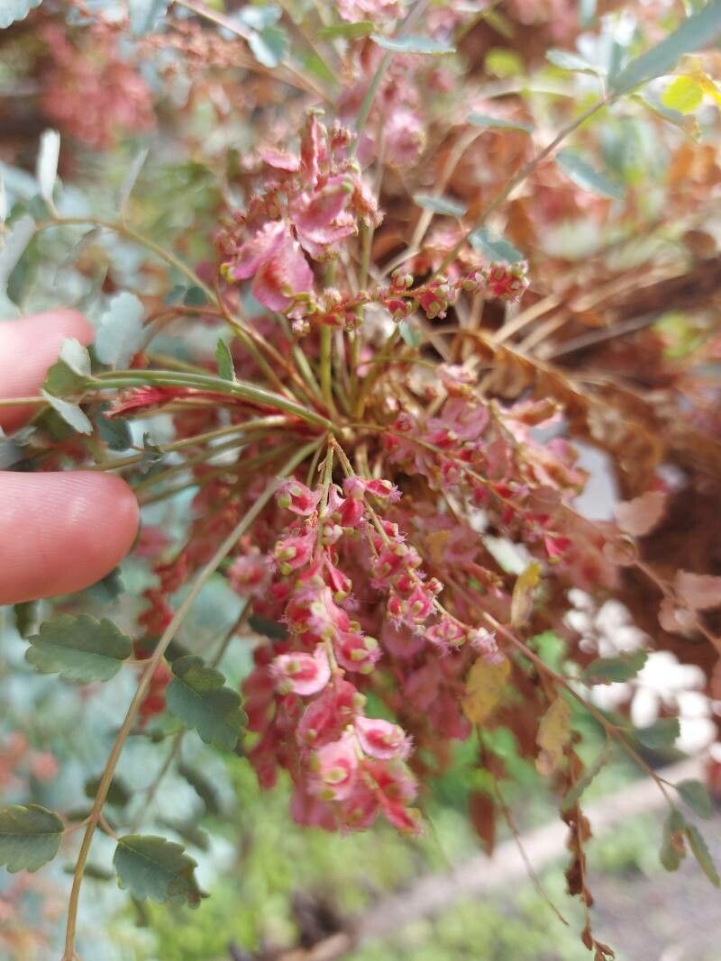 Marcetella moquiniana flower