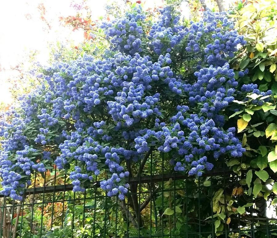 Ceanothus arboreus flower