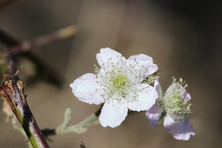 Rubus vulgaris flower
