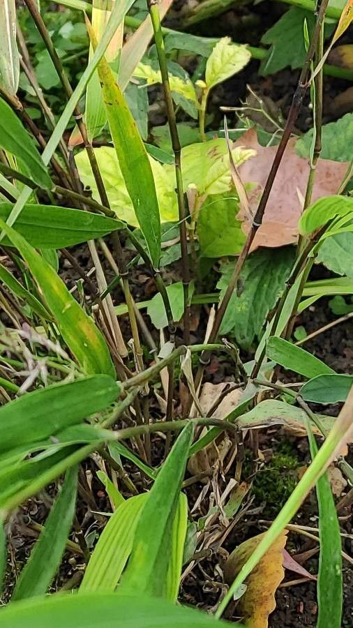Hakonechloa macra bark