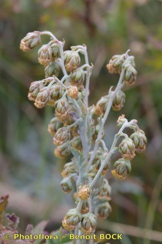 Artemisia armeniaca flower