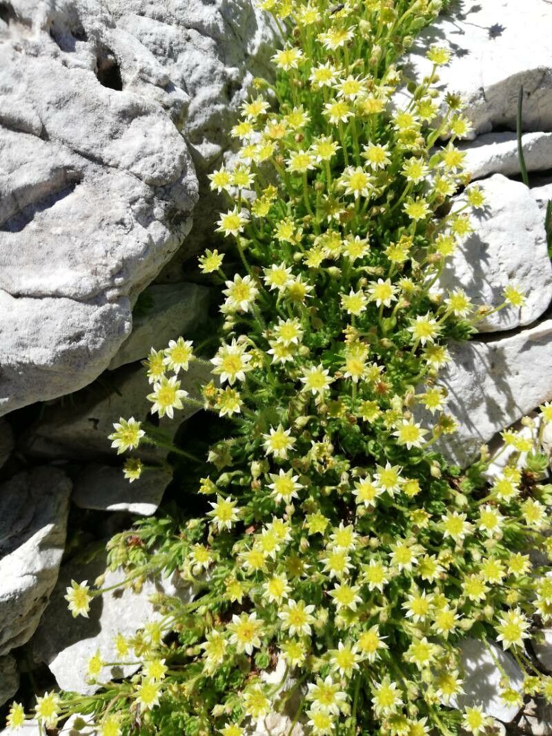 Saxifraga sedoides habit