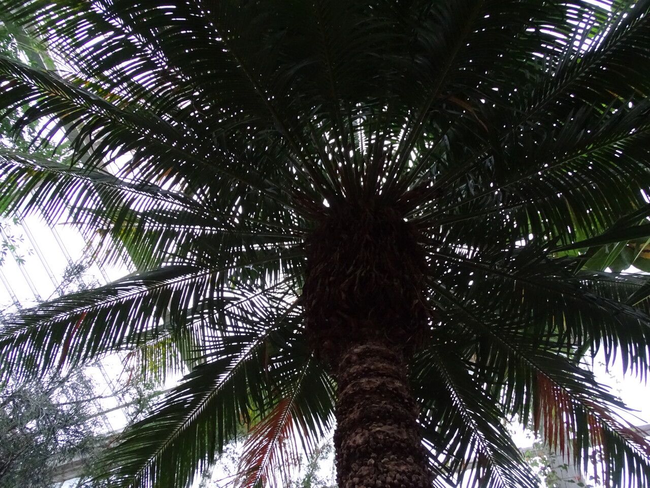 Cycas seemannii — search result for 'Fiji'