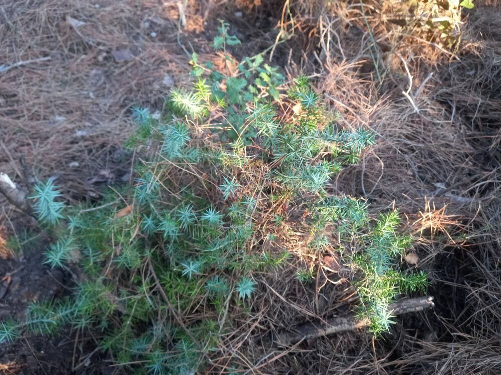 Juniperus deltoides habit