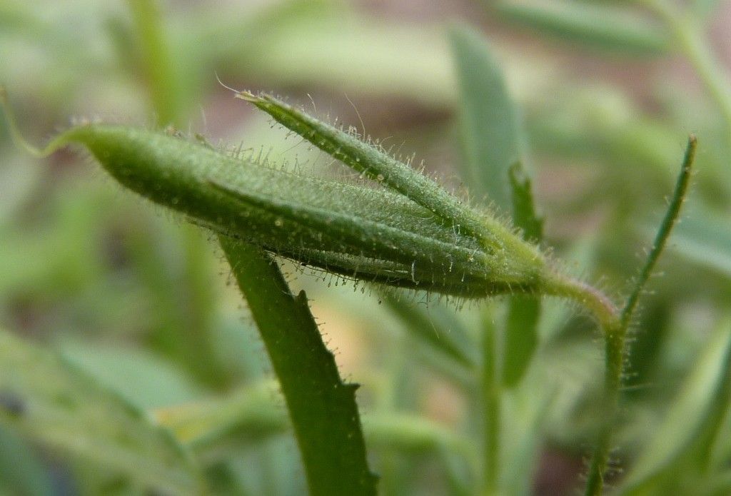 Ononis breviflora bark