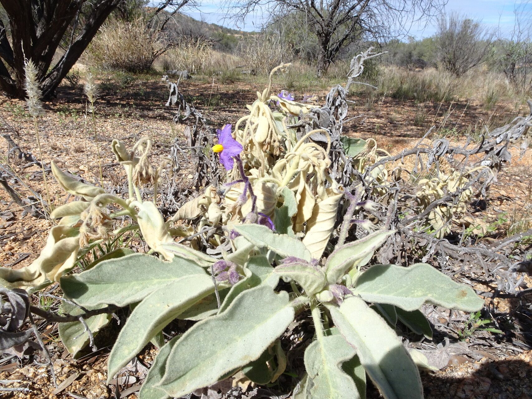 Solanum quadriloculatum — houseplant care guide