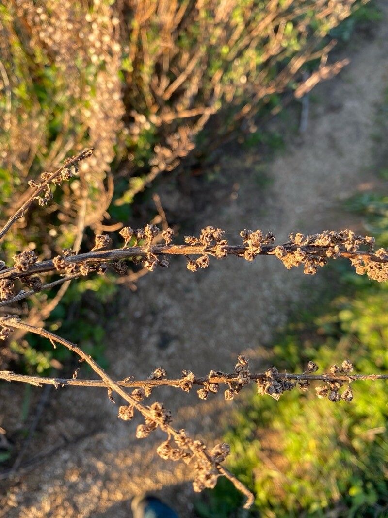 Beta trigyna fruit