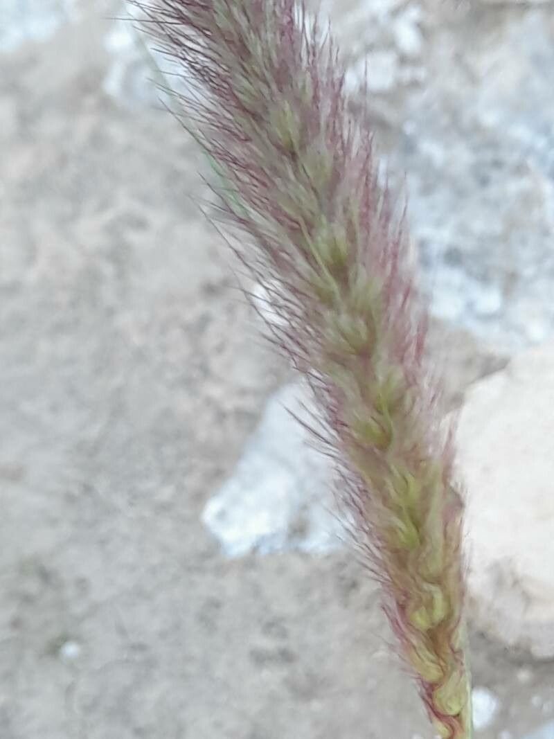 Pennisetum flaccidum flower