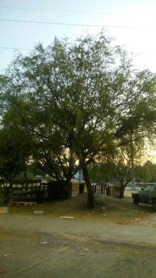 Prosopis laevigata leaf