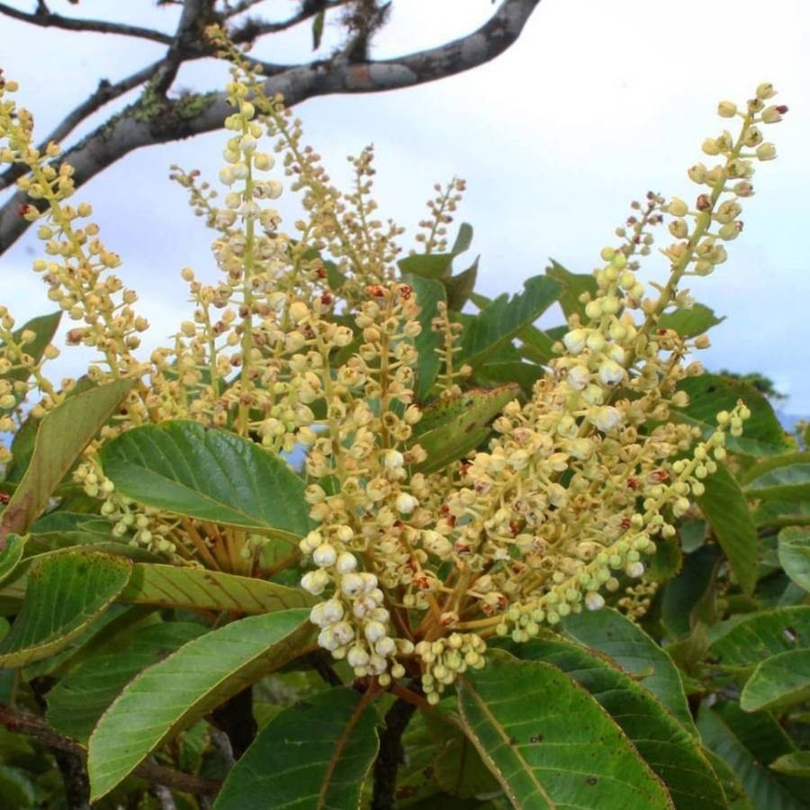 Clethra lanata — search result for 'Clethra'