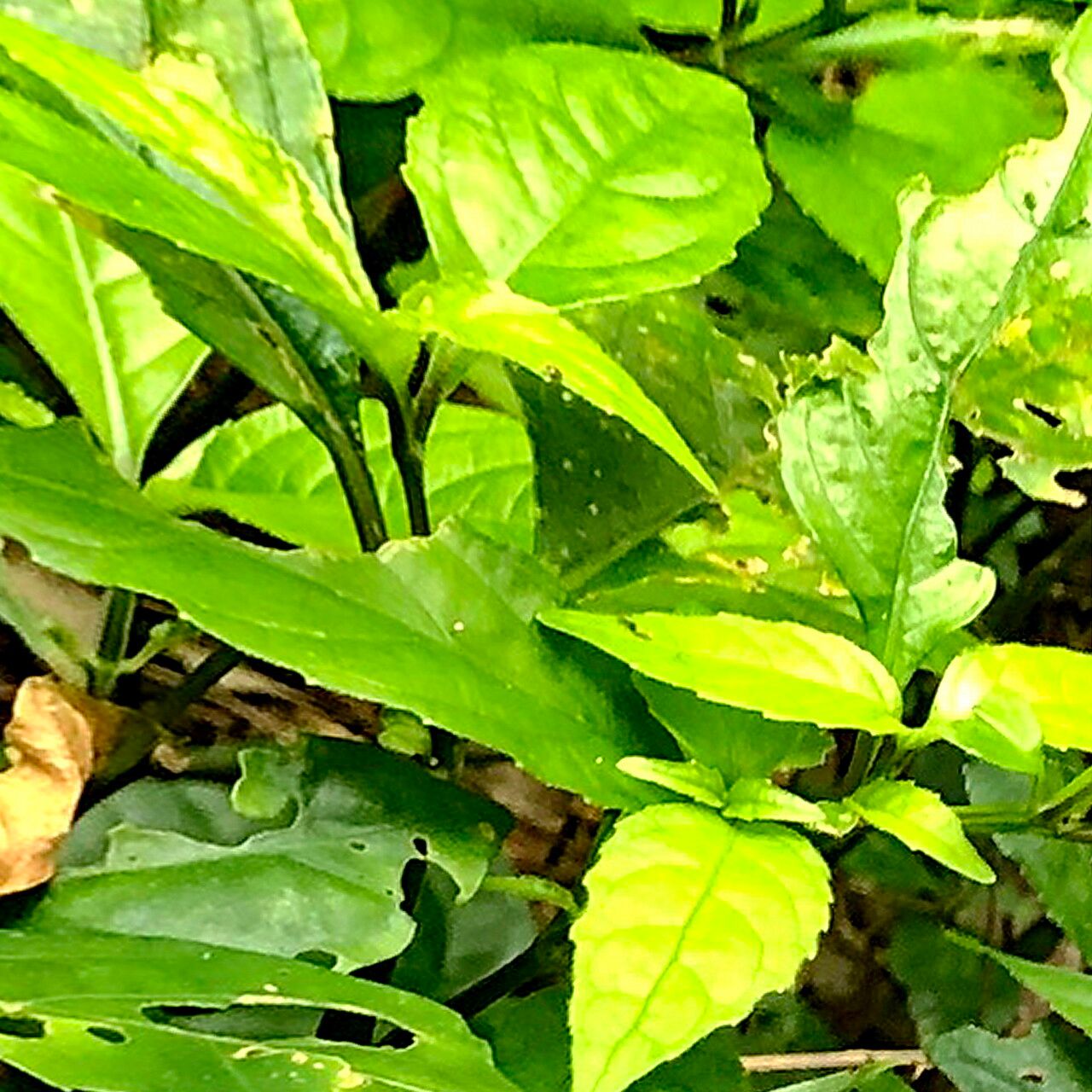 Strobilanthes flexicaulis — search result for 'Strobilanthes'