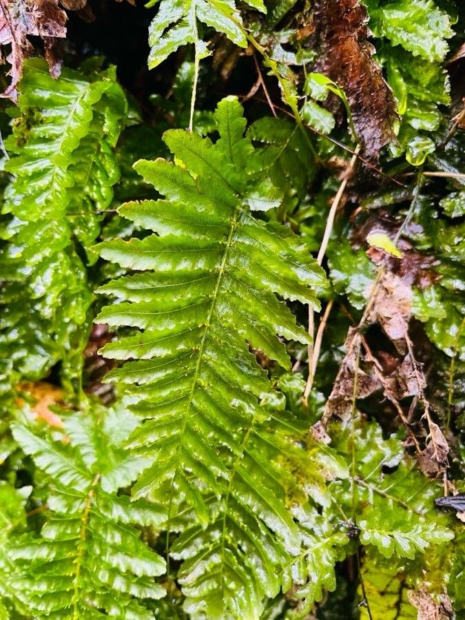 Trichomanes pinnatum — houseplant care guide