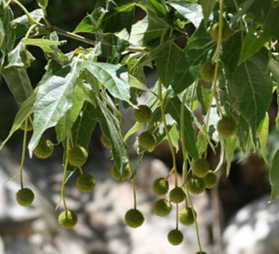 Platanus wrightii fruit