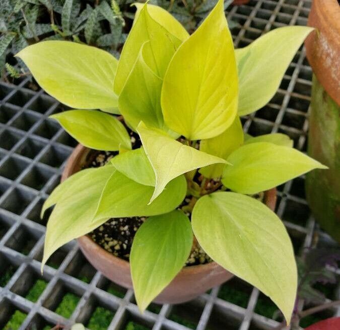 Homalomena lindenii habit