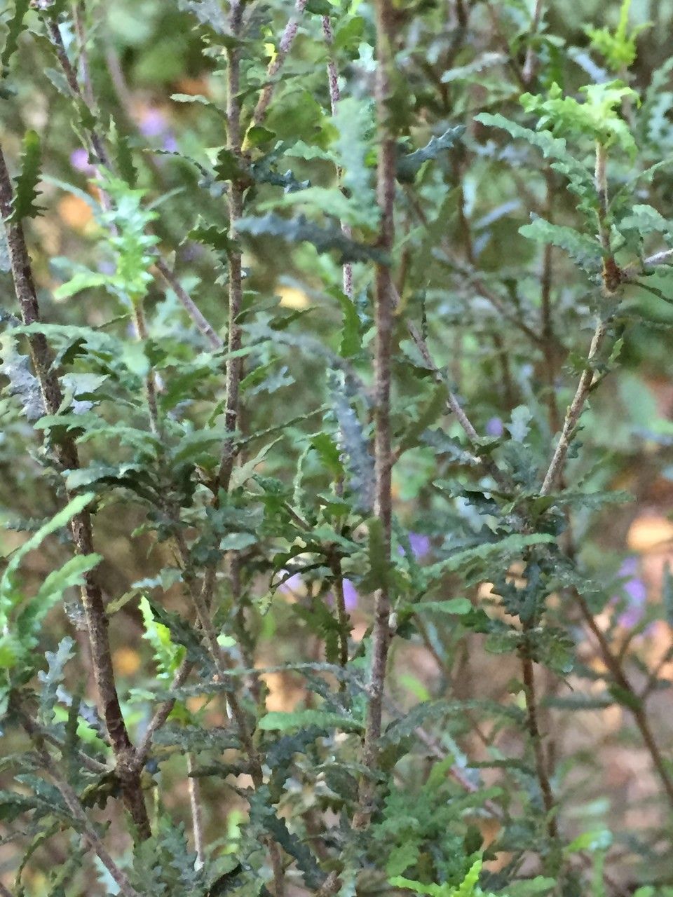 Pittosporum divaricatum habit