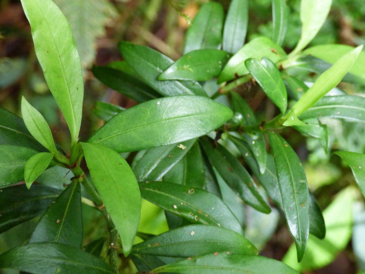 Psychotria borbonica — houseplant care guide