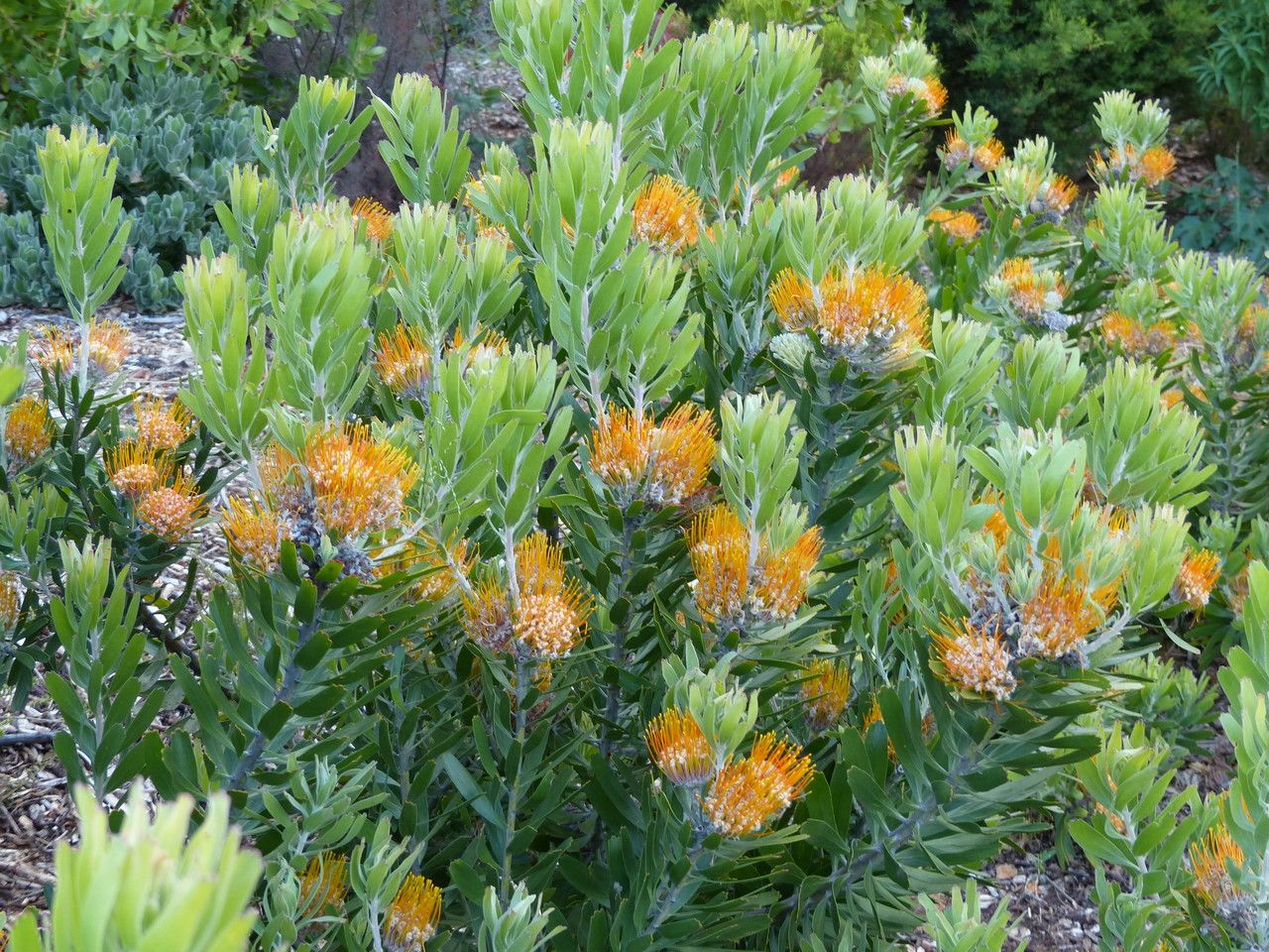 Leucospermum erubescens habit