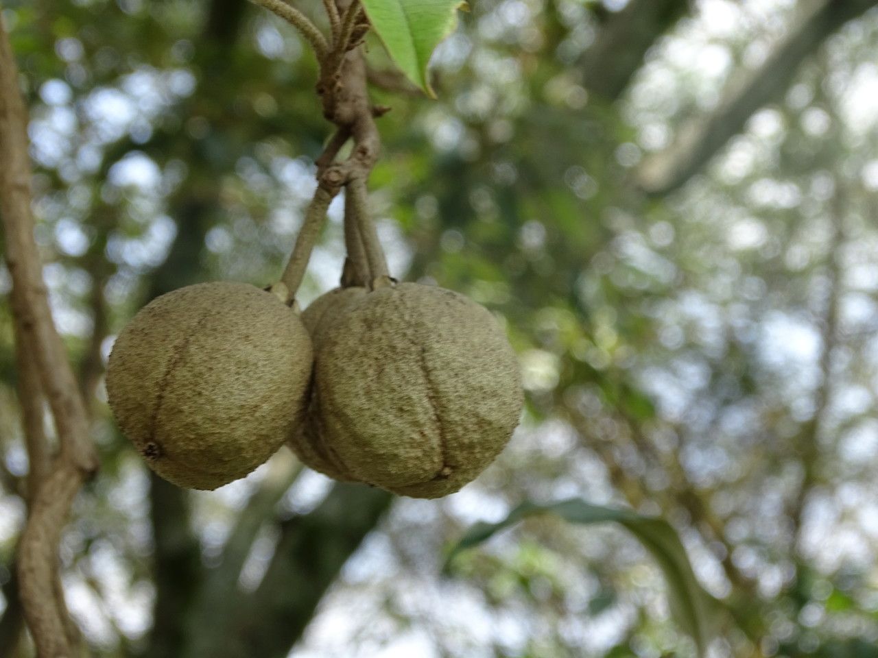 Croton megalocarpus fruit